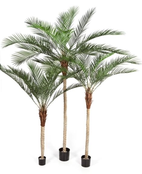 Efficiënt Rimpelingen Hoorzitting Kunstplant Palmboom Phoenix Plastic 240cm